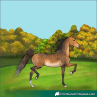 Horse Color:Buckskin 