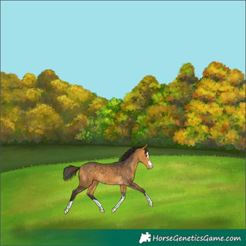Horse Color:Buckskin 