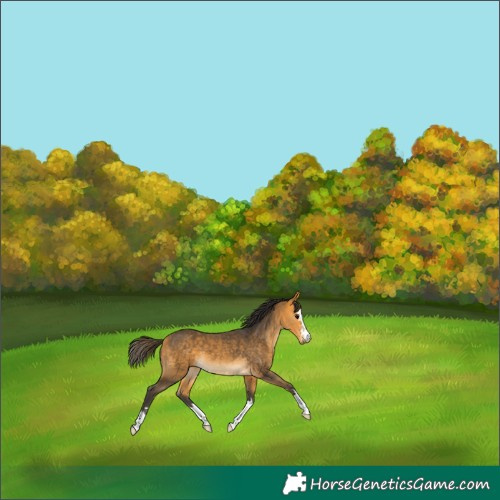 Horse Color:Buckskin 