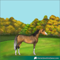 Horse Color:Buckskin 