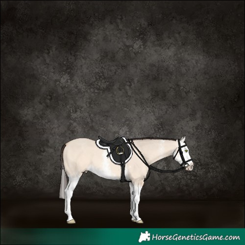 Horse Color:Amber Champagne Dun Sabino Splash