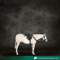 Horse Color:Amber Champagne Dun Sabino Splash 