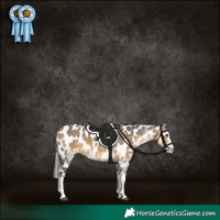 Horse Color:White Spotted Buckskin Splash Appaloosa
