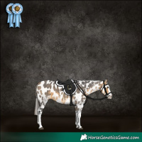 Horse Color:White Spotted Buckskin Splash Appaloosa 