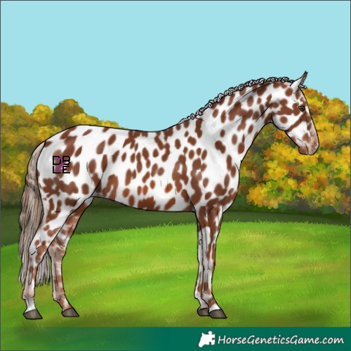 Horse Color:Chestnut Near Leopard 