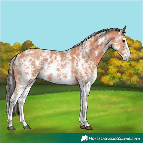 Horse Color:Bay Sabino 