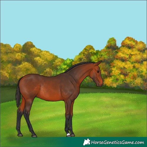 Horse Color:Bay Rabicano 
