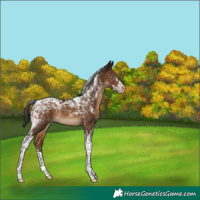 Horse Color:Gray Sable Champagne Tobiano Appaloosa Rabicano 