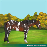 Horse Color:White Spotted Bay 