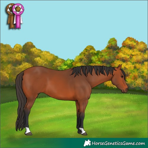 Horse Color:Bay 