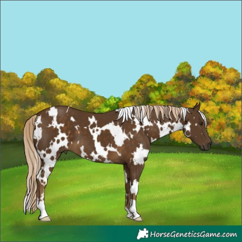 Horse Color:White Spotted Chocolate Palomino 
