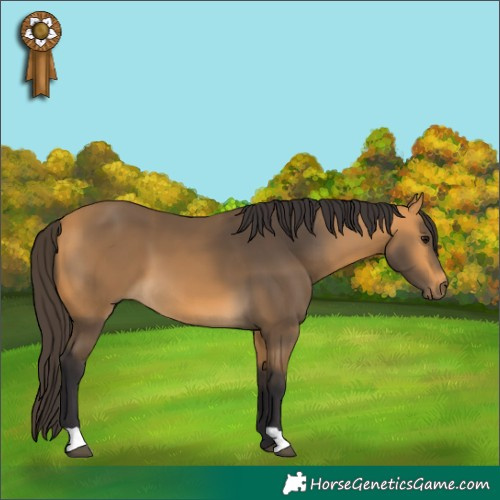 Horse Color:Buckskin 