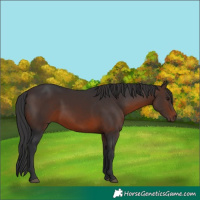 Horse Color:Brown 