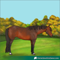 Horse Color:Bay 