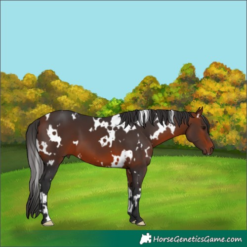 Horse Color:White Spotted Bay 