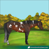 Horse Color:White Spotted Brown 