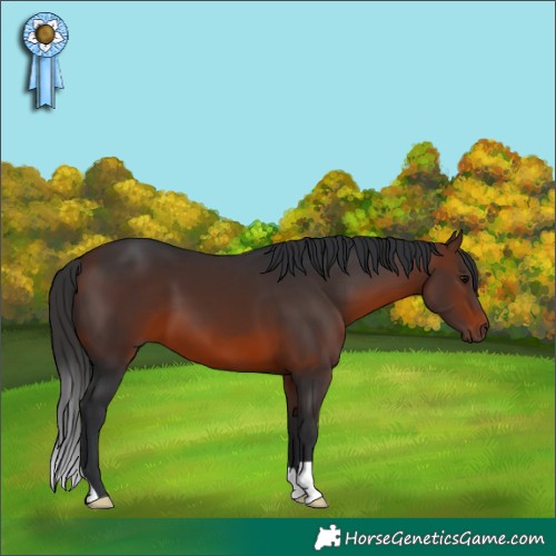 Horse Color:Brown 