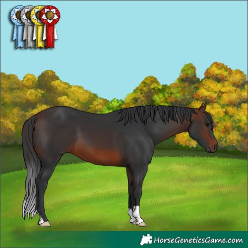 Horse Color:Brown 
