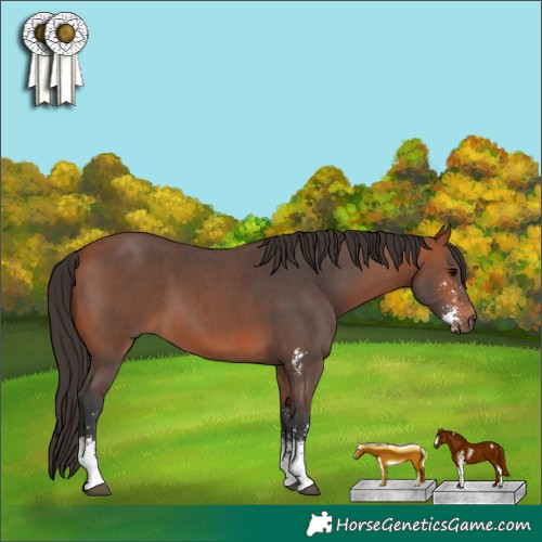 Horse Color:Bay Sabino 