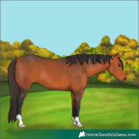 Horse Color:Bay 