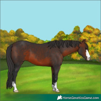 Horse Color:Brown 