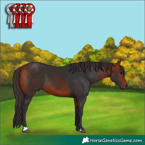 Horse Color:Bay 