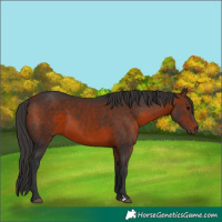 Horse Color:Bay 