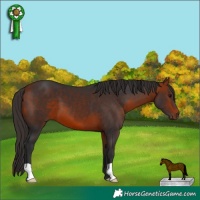 Horse Color:Bay 