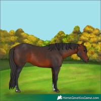 Horse Color:Bay Sabino 
