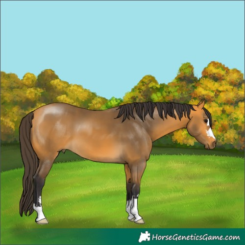 Horse Color:Buckskin 