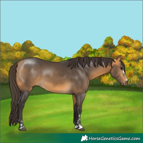Horse Color:Buckskin 
