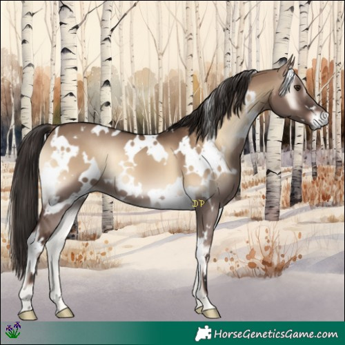 Horse Color:White Spotted Liver Red Dun Onyx 