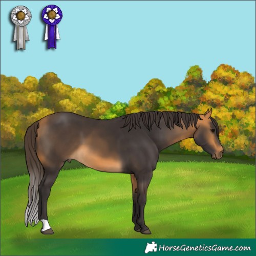 Horse Color:Buckskin 