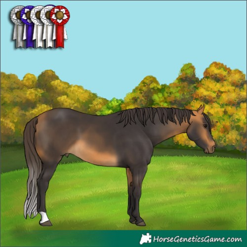 Horse Color:Buckskin 