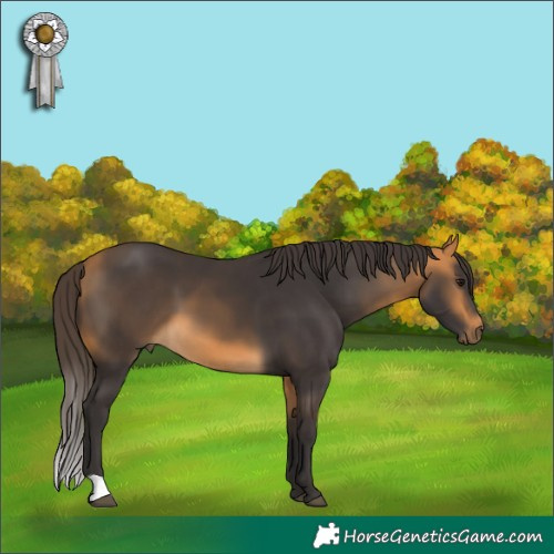 Horse Color:Buckskin 