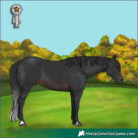 Horse Color:Brown 