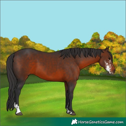 Horse Color:Brown Sabino 