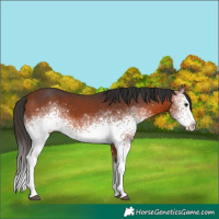 Horse Color:White Spotted Bay 