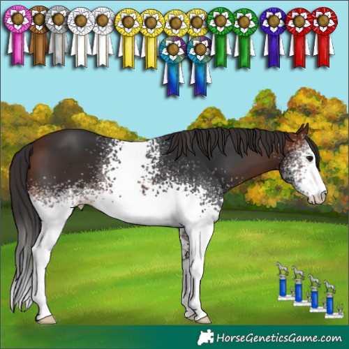 Horse Color:White Spotted Brown 