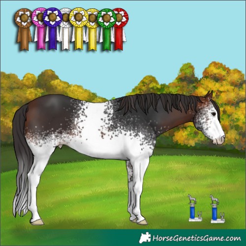 Horse Color:White Spotted Brown 