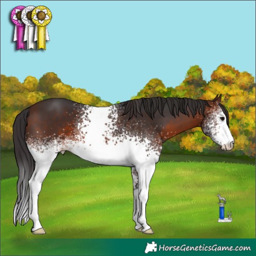 Horse Color:White Spotted Brown 