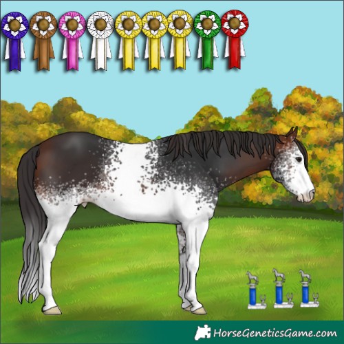 Horse Color:White Spotted Brown 