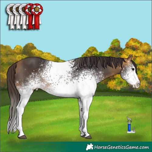 Horse Color:White Spotted Buckskin 