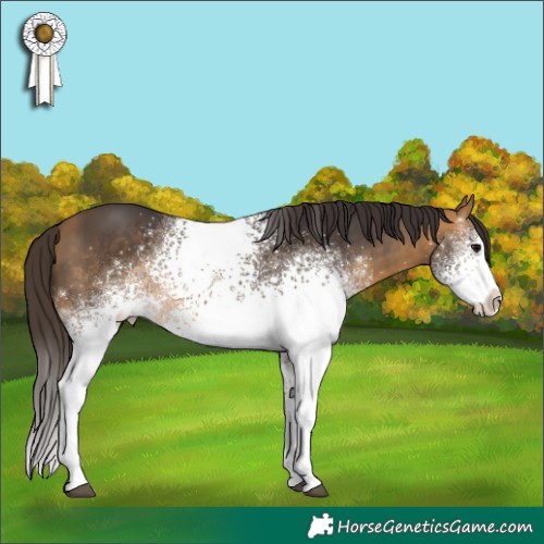 Horse Color:White Spotted Buckskin 