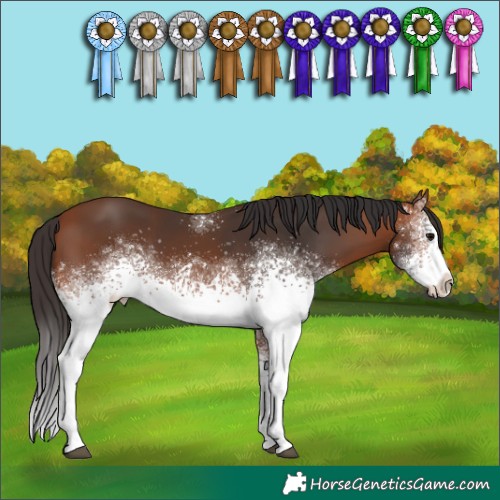 Horse Color:White Spotted Bay 