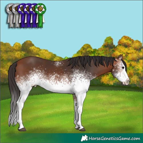 Horse Color:White Spotted Bay 