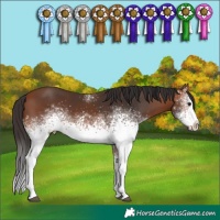 Horse Color:White Spotted Bay 