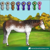 Horse Color:White Spotted Bay