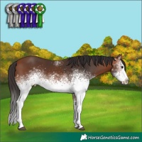 Horse Color:White Spotted Bay 