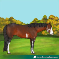 Horse Color:Brown Sabino